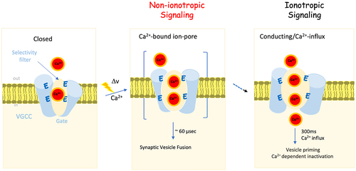 Figure 7. The non-ionotropic activity of Cav1.2 mediates excitation secretion (ES) coupling. A schematic illustration of the closed state of VGCCs in the closed state occupied by a single Ca2+ ion tightly bound (<1 µM) to the EEEE motif (left). Upon arrival of an action potential (xxxv), the open channel, now occupied with additional Ca2+ ions, triggered fast (µs) fusion of a functionally VGCC-associate primed vesicle, prior to ion flow (non-ionotropic activity) (middle). Ca2+ inflow (ionotropic activity) elevates [Ca2+]i, which is essential for operating Ca2+-dependent intracellular activities, such as VGCC inactivation (CDI), and vesicle priming (right).