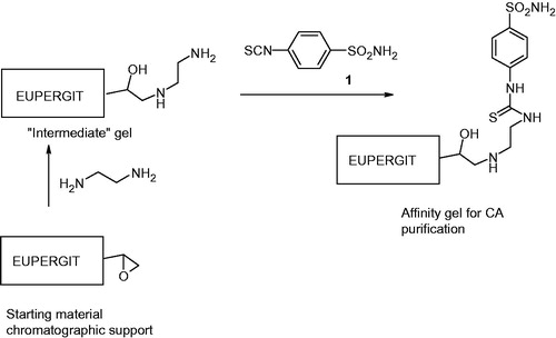 Scheme 1. Preparation of the new affinity gel incorporating thioureido-benzenesulfonamide moieties.