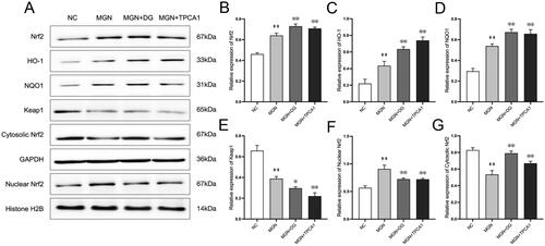Figure 6. DG activates the Nrf2 signalling pathway in MGN rats. (A) Protein levels of Nrf2, HO-1, NQO1, Keap1, nuclear Nrf2 and cytosolic Nrf2 were evaluated by western blotting. (B–G) Ratio of Nrf2, HO-1, NQO1, Keap1, nuclear Nrf2 and cytosolic Nrf2. Data are expressed as the mean ± standard deviation (SD), n = 3. ##p < 0.01 vs. NC group. *p < 0.05 or **p < 0.01 vs. MGN group. NC: normal control; MGN: membranous glomerulonephritis; DG: diosgenin; TPCA1: [(aminocarbony)amino]-5-(4-fluorophenyl)-3-thiophenecarboxamide.