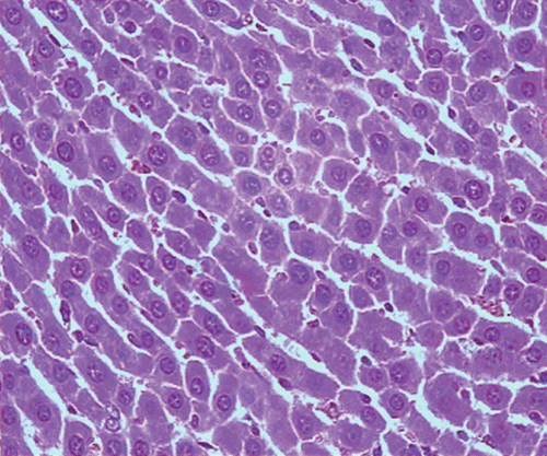 Figure 1.  Microphotograph of liver sections taken from rats of the control group. H and E staining (× 400).
