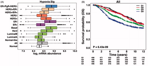 Figure 8. Validation of the common hypoxia signatureCitation342 in different breast cancer subtypes and prognostic utility. (A) Box-whisker plots showing median, upper and lower quartiles and 95% range of hypoxia signature. Breast cancer subtypes were classified by hormonal receptor status (ER−/PgR−/HER2−, HER2−, HER2+, ER−, ER+) or PAM50 (Basal, Her2, LuminalB, LuminalA, Normal-like). (B) Kaplan–Meier analysis of the Metabric cohort demonstrating poorer overall survival for breast cancer patients with relatively higher hypoxia signature score. Patients were divided into quartiles from low (Q1) to high (Q4) hypoxia groups based on cumulative hypoxia score.