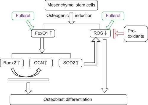 Figure 6 Schematic illustration of putative pathways for the enhancement of osteoblast differentiation of mesenchymal stem cells by fullerol.Notes: Fullerol increases osteogenic markers Runx2 and OCN, and an antioxidative enzyme SOD2 through FoxO1. Meanwhile, fullerol supports osteoblast differentiation by the means of reducing the intracellular ROS level both directly and indirectly.Abbreviations: ↑, increase; ↓ decrease; OCN, osteocalcin; ROS, reactive oxygen species; Runx2, runt-related transcription factor 2; SOD2, superoxide dismutase 2.