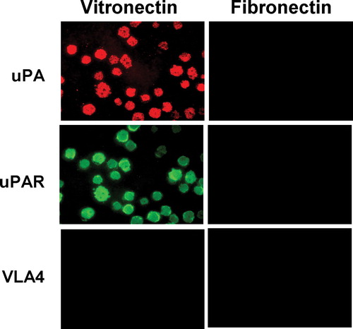 Figure 4 Localization of uPA, uPAR, and β1 integrin to sites of cell adhesion in detergent-insoluble adhesion patches (DIAP) of uPAR-transfected cells. uPAR-BAF3 cells were allowed to adhere to VN- or FN-coated slides. The cells were preincubated with uPA (50 nM), at 37°C for 30 min and washed extensively before addition to the slides. Adherent cells were lysed with 1% Triton X-100 (wt/vol) at 4°C for 60 min, and the material remaining on the plate (DIAP) was fixed with methanol/acetone and immunostained with anti-uPA (rabbit polyclonal), anti-uPAR (rabbit polyclonal) IgG or anti β1 integrin (mAb PS/2) followed by FITC-coupled anti-mouse IgG or rhodamine-coupled anti-rabbit IgG. Bar = 10 μ m.