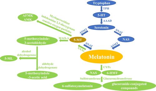Figure 1 The main synthesis and catabolic route of melatonin in vertebrates.Note: The blue arrows represent the anabolic pathway of melatonin and the green arrows represent the catabolic pathway of melatonin.Abbreviations: 5-HT, 5-hydroxytryptophan; TPH, tryptophan hydroxylase; AAAD, aromatic amino acid decarboxylase; SNAT, serotonin N-acetyltransferase; ASMT, acetylserotonin O-methyltransferase; NAS, N-acetylserotonin; 5-MT, 5-methoxytryptamine; AAAs, aryl acylamidases; CYPs, hepatic cytochromes; 6-HMT, 6-hydroxymelatonin; MAO-A, monoamine oxidase A; AFMK, N1-acetyl-N2-formyl-5-methoxykynurenamine; AMK, N1-acetyl-5-methoxykynuramine; 5-ML, 5-methoxychromitol.