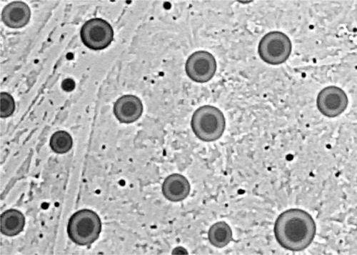 Figure 1.  Liposome morphology by microscope (450X). The shape of liposome was observed at a magnification of 450X through the inverted microscope (TE2000-U, Nikon, Japan).