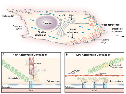 FIGURE 1. Crosstalk between actomyosin contractility and microtubule acetylation. Actomyosin and microtubules regulate the rate of cell migration by controlling the assembly and disassembly of integrin-mediated adhesions. Typically, integrin-mediated adhesions are categorized as focal complexes, focal adhesions, or fibrillar adhesions. When cells are under high actomyosin contractility, there appears to be a low level of microtubule acetylation (panel A). However, when cells are under low actomyosin contractility, there appears to be an increase in the acetylation of microtubules and maturation of integrin-mediated adhesions to the fibrillar form (panel B).