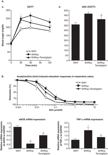 Figure 4. A. Action of teneligliptin in a metabolic syndrome rat model. B. Vasoprotective effects of teneligliptin in a metabolic syndrome rat model.