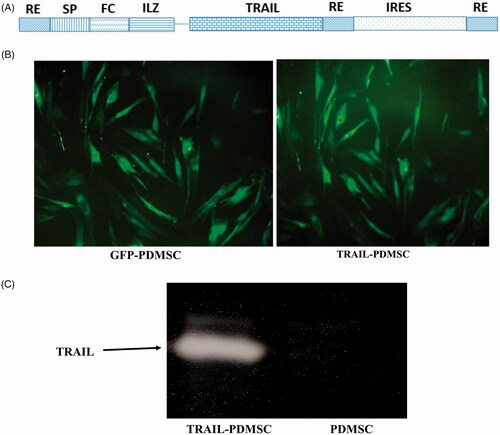 Figure 2. Fluorescence images of transduced PDMSCs and the expression of incorporated TRAIL gene. (A) The schematic image of the TRAIL construct gene. (B) Fluorescence images of GFP-PDMSCs and TRAIL-PDMSCs. (C) Western blot for the expressed TRAIL protein in the TRAIL-PDMSC. The original magnification is ×400.