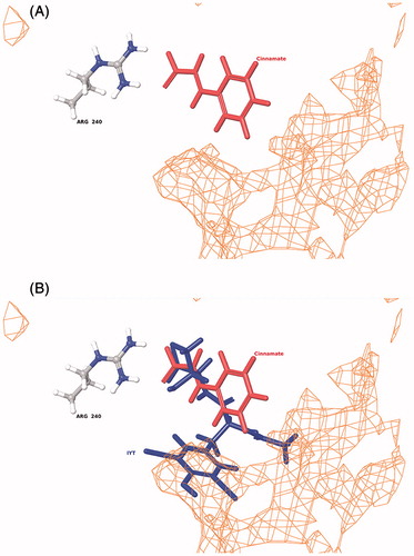 Figure 5. Binding of cinnamate into the PHM active site (A) and the relative orientation of cinnamate to bound substrate (N-α-acetyl-3,5-diiodotyrosylglycine, IYT) in PHM (B). The orientation of both the IYT (blue) and cinnamate (red) ligands is superimposed to compare recognized electrostatic (Arg-240) and hydrophobic (orange mesh) interactions near the CuM domain associated with productive ligand bindingCitation53,Citation62. PHM contains two bound copper atoms, CuM and CuHCitation53.