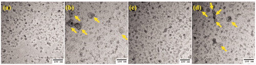 Figure 3. TEM images of negatively stained exosomes. (a) 4T1 control exosomes, (b) 4T1 exosomes posthyperthermia treatment, (c) EMT-6 control exosomes, and (d) EMT-6 exosomes posthyperthermia treatment. Yellow arrows signify the presence of relatively larger exosomes observed in greater abundance in hyperthermia-based treated sets.