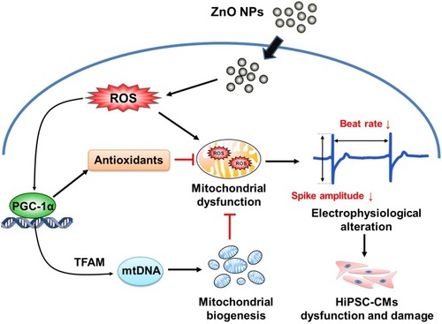 Figure 8 Schematic representation of the proposed mechanism underlying ZnO NPs-induced toxicity and dysfunction in hiPSC-CMs.