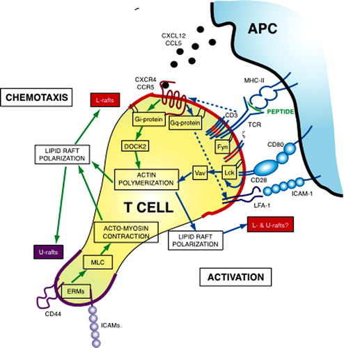 Figure 1.  A molecular model for lipid rafts in T cell polarization. The scheme shows the main signaling events leading to T cell polarization during chemotaxis (green arrows) and activation (blue arrows). Chemotactic signaling is initiated when chemokines activate chemokine receptors in lipid rafts. In the absence of other signaling pathways, activated chemokine receptors couple to Gi proteins initiating actin rearrangements through a DOCK2/Rac-dependent pathway. Actin rearrangements probably lead to lipid rafts polarization, which culminate in segregation of two lipid raft types: L-rafts (red lines) at the leading edge and U-rafts (violet line) at the uropod. L-rafts polarization enhanced directional sensing by increasing chemokine receptors and integrins (such as Lymphocyte Function-Associated Antigen-1, LFA-1) at the leading edge; at this cell site, L-rafts may also favor protrusive activity by concentrating cholesterol-rich domains that help actin-induced membrane deformation. U-rafts concentrate adhesion receptors at the rear, triggering localized activation of ERM proteins. Activated ERM then stimulate cell contraction by regulating Myosin Light Chain (MLC) phosphorylation, likely through a RhoA/ROCK pathway. Actomyosin contraction reinforces lipid raft polarization, enabling the persistence in polarization. When the T lymphocyte reaches the proper APC, TCR/CD28 signaling induces cell polarization toward the antigenic stimulus and organizes the mature immune synapse. Lipid rafts are recruited at the T cell/APC contact region, even if it is not known whether L- and U-rafts segregate to opposite cell poles during IS formation or if both L- and U-rafts concentrate at the IS. TCR activation also leads to a major change in chemokine receptor signaling that, in this condition, couple preferentially to Gq/11 instead of Gi. Signaling through Gq/11 induce T cell adhesion rather than migration either by enhancing LFA-1 affinity or by impeding Gi-mediated chemotactic signaling. Lipid rafts recruitment into the IS requires CD28 signaling through its cytoplasmic proline motif and Vav-1 activity, suggesting that raft dynamics are controlled by actin remodeling. By reorganizing lipid rafts, CD28 recruits signaling molecules, such as Lck, into the IS, and generates an environment where signal transduction is protected and amplified. Moreover, by controlling stiffness of the plasma membrane, lipid rafts enrichment at the IS may regulate fitting between T cell and APC.This Figure is reproduced in colour in Molecular Membrane Biology online.