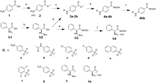 Scheme 1. Reagents and conditions: (a) CH3COCl, CH3OH; (b) (Boc)2O, Et3N, MeOH/H2O; (c) RSO2Cl, NaHCO3, THF/H2O; (d) TBTU, Et3N, THF; (e) NH2OK, MeOH; (f) EtOAc, HCl.