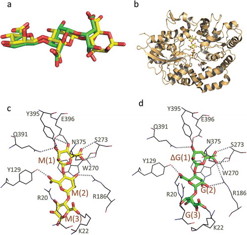 Figure 4. The structure of AlgQ1 and alginate oligosaccharide. (a) The structural difference between MMM and ΔGGG. Carbon atoms in MMM and ΔGGG are represented as yellow and green, respectively. (b) The overall structure of AlgQ1 in complex with MMM (PDB ID; 3VLU). (c) The alginate-binding site of AlgQ1 in complex with MMM (PDB ID; 3VLU). (d) The alginate-binding site of AlgQ1 in complex with ΔGGG (PDB ID; 3VLV). Hydrogen bonds formed between AlgQ1 and alginate are shown as dashed lines. The subsite number is shown in the parentheses in (c) and (d).