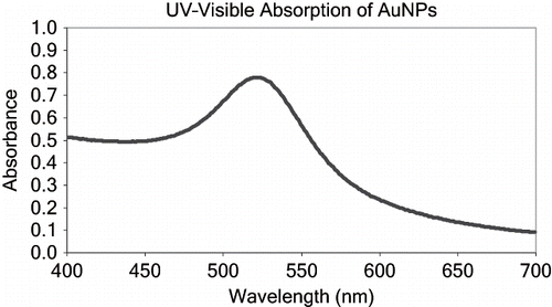 Figure 2. UV-visible absorption of gold nanoparticle solution.