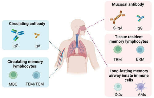 Figure 1. Immune characteristics of respiratory mucosal vaccines.