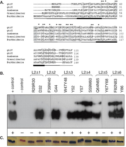Figure 2.  Identification of conserved residues in Loop 2 of GtrV and functional characterization. (A) GtrV, GtrX and the first three proteins of Supplementary Table IV were aligned using ClustalW (Larkin et al. Citation2007). The identical amino acids are highlighted in grey boxes; dashed boxes indicate conserved substitutions. The first two transmembrane segments of GtrV are indicated in the bottom of each line by filled bars. The previously identified E42 and D43 critical residues (Korres & Verma Citation2006) are underlined. Asterisks indicate the residues that were subjected to site-directed mutagenesis in GtrV. (B) Functional characterization of GtrV-PhoA-LacZα derivatives carrying mutation of Loop 2 residues. Plasmids were transformed into electrocompetent SFL1616 cells. The positive control (+ control) corresponds to the signal given by pNV1708 in SFL1616 cells. The negative control (- control) corresponds to the signal given by SFL1616. LPS was detected by Western immunoblotting using type V antisera. Slide agglutination results using type V antisera are indicated by (+) and (-) according to occurrence or not of agglutination, respectively. (C) Coloration of XL1-Blue MRF' recombinant colonies on DI plates. Blue is indicative of protein assembly. Results from (B) and (C) are representative of the phenotypes observed in at least three independent experiments. (This Figure is reproduced in colour in Molecular Membrane Biology online.)