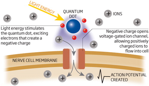 Figure 5. Quantum dots could be used to stimulate damaged cells in the brain and eye, for treating a range of conditions (CitationLakowicz 1999).