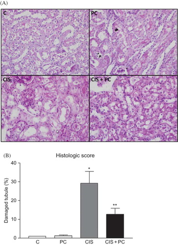 Figure 2.  Effects of PC on renal histology (original magnification 100×, 400×). (A) Changes in renal histology 72 h after cisplatin-induced renal injury. The vehicle with cisplatin-treated kidneys showed marked injury, with sloughing of tubular epithelial cells and loss of the brush border. These changes were reduced by PC treatment. (B) Percentage of damaged tubules.Note: *p < 0.05 versus C, **p < 0.05 versus CIS.