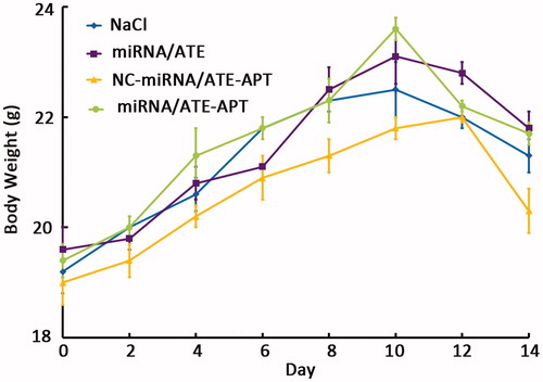 Figure 7. Change in body weight of animals as a function of time in human PCa bone metastasis mice model (n = 10). APT, aptamer; ATE, atelocollagen; and NC, negative control.