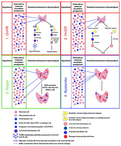 Figure 1. Potential mechanisms of harmful (red), beneficial (green) and innocent (blue) microchimerism in the thyroid gland.