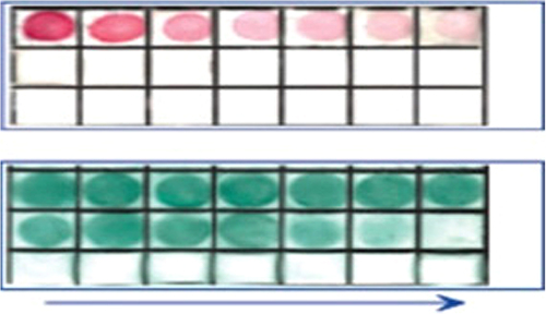 Figure 14. Dot immunoassays of a normal rabbit serum (1 by using 15-nm GNPs and silica/gold nanoshells (180-nm-core diameter and 15-nm gold shell) conjugated to sheep's antirabbit antibodies. The IgG quantity equals 1 μg for the first (upper left) square and is decreased by two-fold dilution (left to right). The bottom rows (2) correspond to a negative control (10 μg BSA in each square).