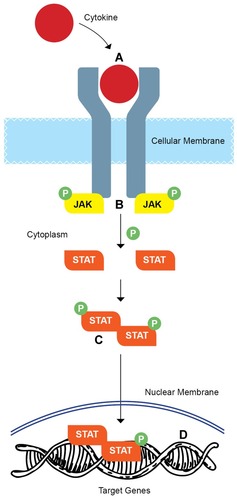 Figure 1 Overview of the mechanism of action of Janus kinases (JAKs). Cytokine binding to type I/II receptor at the cytoplasmic side of the plasma membrane leads to JAK activation and phosphorylation. (Α) This subsequently initiates recruitment of two signal transducer and activator of transcription proteins (STATs) and induces their subsequent phosphorylation (Β). Once phosphorylated, STAT homodimerize or heterodimerize (C) and translocate to the nucleus where they regulate gene transcription (D).