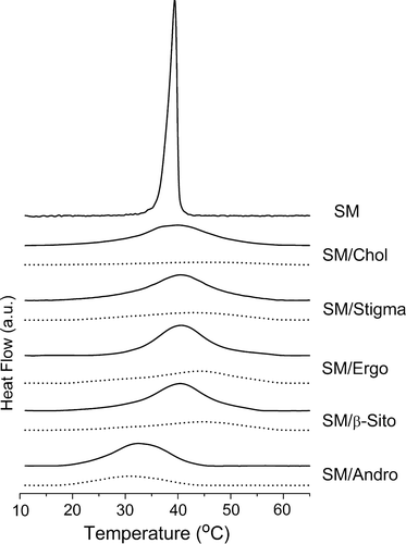 Figure 1.  DSC thermograms of mixtures of egg SM dispersions containing different sterols with 5:1 (solid line) and 2:1 (dotted line) SM/sterol molar ratios. Samples equilibrated at 10°C were heated to 65°C at a scanning rate of 0.5°C/min−1.