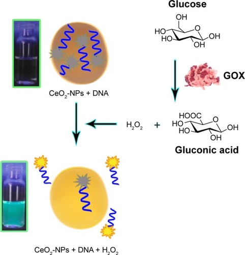 Figure 5 H2O2 could make displacement of adsorbed DNA from CeO2-NPs, resulting in fluorescence signal enhancement.Abbreviation: CeO2-NPs, cerium oxide nanoparticles.