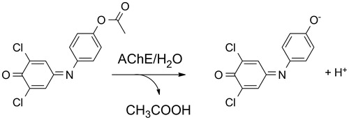 Figure 1. Assay of AChE activity using 2,6-dichloroindophenol acetate hydrolysis to 2,6-dichloroindophenol.