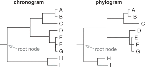Fig. 7. Comparison of a chronogram and a phylogram. In a chronogram, branch lengths are proportional to time and root-to-tip path lengths are equal. In a phylogram inferred from sequence data, branch lengths are proportional to the number of substitutions along the branches and root-to-tip path lengths are usually unequal.