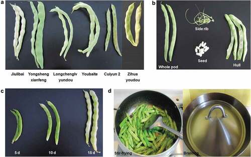 Figure 2. (A) Major fresh kidney bean cultivars in China. (B) Various parts of fresh kidney bean. (C) Different harvest maturity of fresh kidney bean. (D) Different cooking methods of fresh kidney bean
