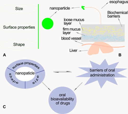 Figure 2 (A) The nanoparticle properties including size, surface properties, and shape of nanoparticles. (B) Schematic representation illustrating the biochemical and physiological barriers of oral drug delivery. (C) The relationship of the nanoparticle properties, oral bioavailability, and barriers in oral delivery.