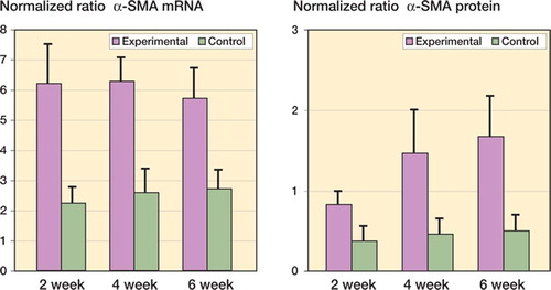 Figure 1. Levels of α-SMA mRNA and protein in joint capsules. (α-SMA is a myofibroblast marker). The values are normalized to GAPDH mRNA and protein.