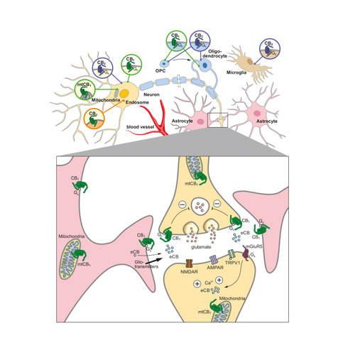 Figure 1. Expression of cannabinoid type 1 and type 2 (CB1 and CB2) receptors in neural tissue. The endocannabinoid system is present in neurons, astrocytes, oligodendrocytes, oligodendrocyte precursor cells (OPCs), and microglia. Functional CB1 receptors are located on the plasma membrane, but also in mitochondria (mtCB1) of neurons and astrocytes. Presynaptic CB1 receptor suppresses neurotransmitter release, as shown here, at a glutamatergic synapse. For this process, postsynaptic increase of Ca2+ triggers the synthesis of endocannabinoids, which travel to the presynapse to activate CB1 receptor. Astrocytic CB1 receptor can regulate gliotransmitter release. AMPAR, AMPA (α-amino-3-hydroxy-5-methyl-4-isoxazolepropionic acid) type glutamate receptor; CB1/CB2, cannabinoid type 1/type 2 receptor; eCB, endocannabinoid; mGluR5, metabotropic glutamate receptor 5; mtCB1, mitochondrial CB1 receptor; NMDAR, NMDA (N-methyl-D-aspartate receptor) type glutamate receptor; OPC, oligodendrocyte precursor cell; TRPV1, transient receptor potential cation channel subfamily V member 1