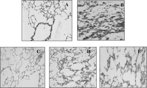 FIG. 7 Histopathological effects from the various treatments. Lung tissue sections of treated and untreated TDI sensitized animals stained with hematoxylin-eosin. (A) Shows normal view of lung pathology. (B) Shows typical damaged lung tissue from TDI-control group with total and differential leukocyte infiltration (eosinophils), reduced lumen size. (C) Shows less leukocyte infiltration lumen size by dexamethasone treatment. (D) MO1 shows less leukocyte infiltration but does not protected animal from other pathological features. (E) MO2 shows significant protection against leukocyte infiltration, and constriction of lumen size.