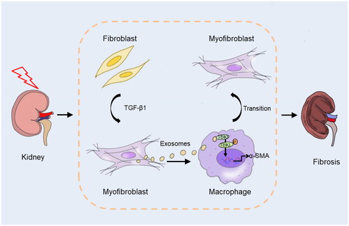 Figure 9. Graphical abstract. In response to stress, kidney fibroblasts differentiate into myofibroblasts. Exosomes derived from myofibroblasts activate TBK1 in macrophage, resulting in macrophage to myofibroblast transition and kidney fibrosis.