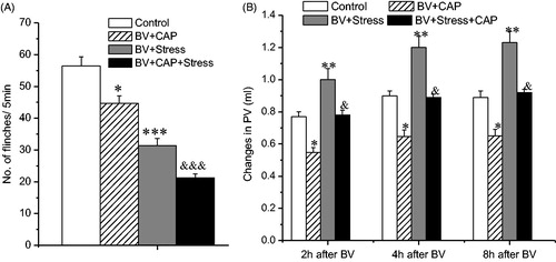 Figure 3. Effect of local treatment of the sciatic nerve with capsaicin (CAP) on BV-induced PSN and inflammation under acute restraint stress. Panel A shows the effect on the inhibition of BV-induced SPFR produced by acute stress; Panel B shows the effect on the enhancement of BV-induced increase in PV produced by acute stress. Rats in Control groups were those treated with BV + Vehicle. One way ANOVA analysis shows that local CAP had no effect on acute stress-induced anti-nociceptive and pro-inflammatory effects. *p < 0.05, **p < 0.01, ***p < 0.001, compared with Control group; &p < 0.05, &&&p < 0.001, compared with BV + CAP group. Values are mean ± SEM. One-way ANOVA with Tukey’s post-hoc tests, n = 10 for Control group; n = 8 for BV + CAP group; n = 10 for BV + Stress group; n = 8 for BV + Stress + CAP group.