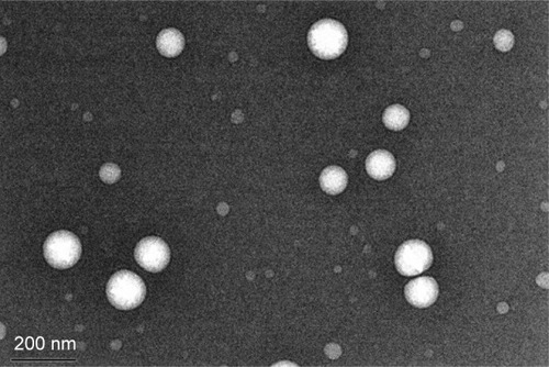 Figure 1 TEM image of PTX-NPs (magnification ×12,000).Abbreviations: PTX-NPs, paclitaxel nanoparticles; TEM, transmission electron microscopy.