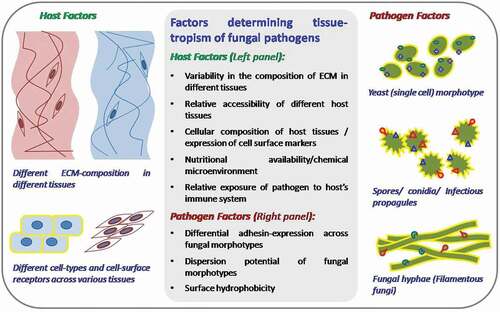 Figure 3. Combination of host and pathogen factors determine the tissue tropism of fungal pathogens