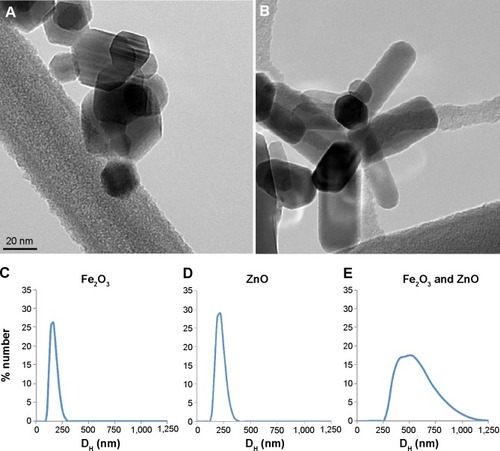 Figure 1 Electron micrographs and hydrodynamic diameter (DH) distributions.Notes: Electron micrographs of ferromagnetic Fe2O3 (A) and ZnO nanoparticles (B). DH distributions of (C) Fe2O3, (D) ZnO and (E) Fe2O3 and ZnO.