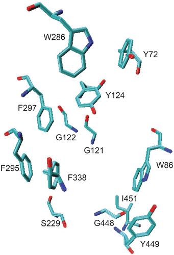 Figure 3.  Important amino acid residues within 5.0 å at the active site of AChE after 2-ns MD simulation. For detail refer to the text.