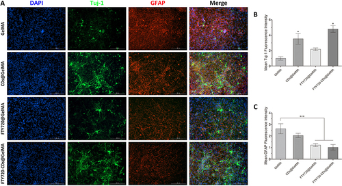 Figure 8 Regeneration of neurons at the lesion site in different groups. (A) Staining of newborn neurons and astrocyte staining and their fusion plots in different groups of hydrogels. Cell nuclei were stained with DAPI (blue), newborn neurons were stained with Tuj-1 (red), and astrocytes were stained with GFAP (red). Scale bar: 200 μm. (B) quantitative expression of newborn neurons (Tuj-1). (C) quantitative expression of astrocytes (GFAP). *, *** are P<0.05 and P<0.001, respectively.