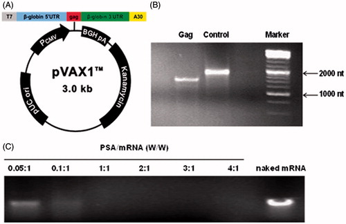 Figure 2. (A) Schematic representation of pVAX1-gag used in the study. The in vitro transcription template contained human β-globin-specific 5′ and 3′ UTRs and a 30 nucleotide-long poly A tail. The start (AUG) and stop (UAA) codons were added. (B) Detection of mRNAs. In vitro transcripts were tested in 4% nuclease-free agarose gel. The position and size of the mRNAs were indicated. (C) Gel retardation assay of PSA/mRNA polyplexes in 4% nuclease-free agarose gel. Polyplexes were prepared at different weight to weight ratio of PSA/mRNA. Naked mRNA was the control without any complexation.