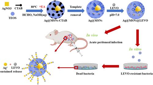 Figure 3 Schematic illustration of the fabrication of Ag@MSNs@LEVO nanoplatform and its application for a synergistic therapy of drug-resistant infections in vitro and in vivo. The silver core is the supplier of silver source, and the shell of mesoporous silica acts as the drug storage and release channel, which endows the single particle nano-platform with the ability to release antibiotics and silver tower simultaneously.