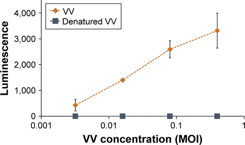Figure S7 Demonstration that the luminescence of cells incubated with luciferase-expressing VV would not occur if the VV had been denatured.Notes: A549 cells were incubated with a serial dilution of non-heated VV or heat-inactivated VV. Luciferin was added to the cells 24 hours later, and luminescence immediately measured. Data represent the mean of N=3, and standard deviation is shown.Abbreviations: VV, vaccinia virus; MOI, multiplicity of infection.