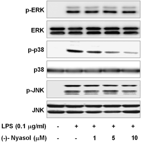 Figure 4.  Effect of (−)-nyasol on lipopolysaccharide (LPS)-induced activation of mitogen-activated protein kinases (MAPKs) in BV-2 microglial cells. Cells were pretreated with (−)-nyasol for 30 min prior to stimulation of LPS. After treatment with LPS for an additional 15 min, proteins were extracted and analyzed for the levels of phosphorylated extracellular signal-regulated protein kinase (ERK), p38 and c-Jun N-terminal kinases (JNK) by Western blot. The results shown are the representative of three independent experiments.