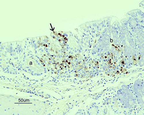 Figure 1.  Immunohistochemical detection of influenza A viral nucleoprotein in the nasal cavity of SPF chickens inoculated intranasally with 105.5 ELD50 of H7N1 A/Chicken/Italy/5093/99 at 7 d.p.i. Epithelial necrosis in the transition between respiratory and olfactory epithelium of the nasal cavity, associated with the presence of viral antigen (brown staining) in the olfactory (arrow), and respiratory epithelial cells, Bowman glands (a), mucous glands (b) and inflammatory cells in lamina propria from a G1 chicken at 7 d.p.i.