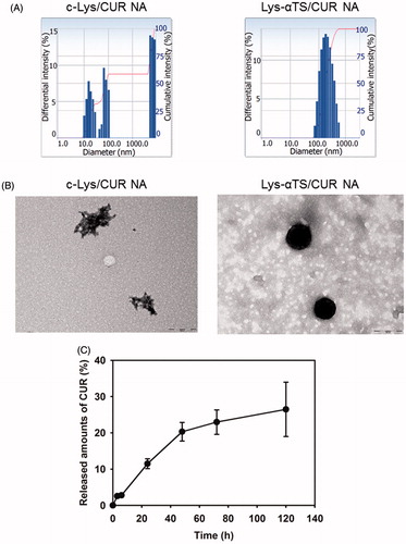 Figure 3. Particle characterizations of c-Lys/CUR NA and Lys-αTS/CUR NA. (A) Size distribution diagrams of c-Lys/CUR NA and Lys-αTS/CUR NA dispersion. The differential intensity is plotted according to the mean diameter. (B) TEM images of c-Lys/CUR NA and Lys-αTS/CUR NA dispersion. The length of the scale bar is 200 nm. (C) Drug release profile of Lys-αTS/CUR NA. Released amounts of CUR (%) from Lys-αTS/CUR NA dispersion are presented. Each point represents the mean ± SD (n = 3).