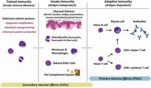 Figure 1. Schematic overview of the underlying mechanisms for primary and secondary vaccine effects. Primary vaccine effects (PVEs) are almost exclusively under the umbrella of the adaptive immunity. As shown in the right panel, these effects are mediated through antigen-dependent activation of naïve B and T cells, ultimately resulting in production of antibodies by mature plasma cells, as well as the development of CD4+ helper and CD8+ cytotoxic T cells. Memory B and T cells (not shown) expedite production of activated B and T cells during subsequent exposures to the same antigen. The immunological underpinnings of Secondary Vaccine Effects (SVEs) are not as well established, but emerging evidence points largely to activation and/or training of the antigen-independent innate immunity. Activation of the innate immunity (middle panel) is complex and involves multiple systems, cell types, and chemical signals, a review of which is beyond the scope of this manuscript. Most importantly, the emerging field of the trained immunity (left panel) is thought to be the reason behind the enhanced immune response to various pathogens observed after administration of a specific vaccine. Innate immune memory is best described for cells of the myeloid lineage, including the bone marrow progenitors, through epigenetic modifications, metabolic reprogramming and enhanced cytokine production, collectively giving the innate immune system a so-called ‘defensive’ posture against pathogens. A minor component of SVEs may also be mediated secondarily through the adaptive immune system because of antibody cross-reactivity or antigen-mimicry.